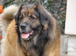 Leonberger