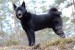 Norský losí pes černý